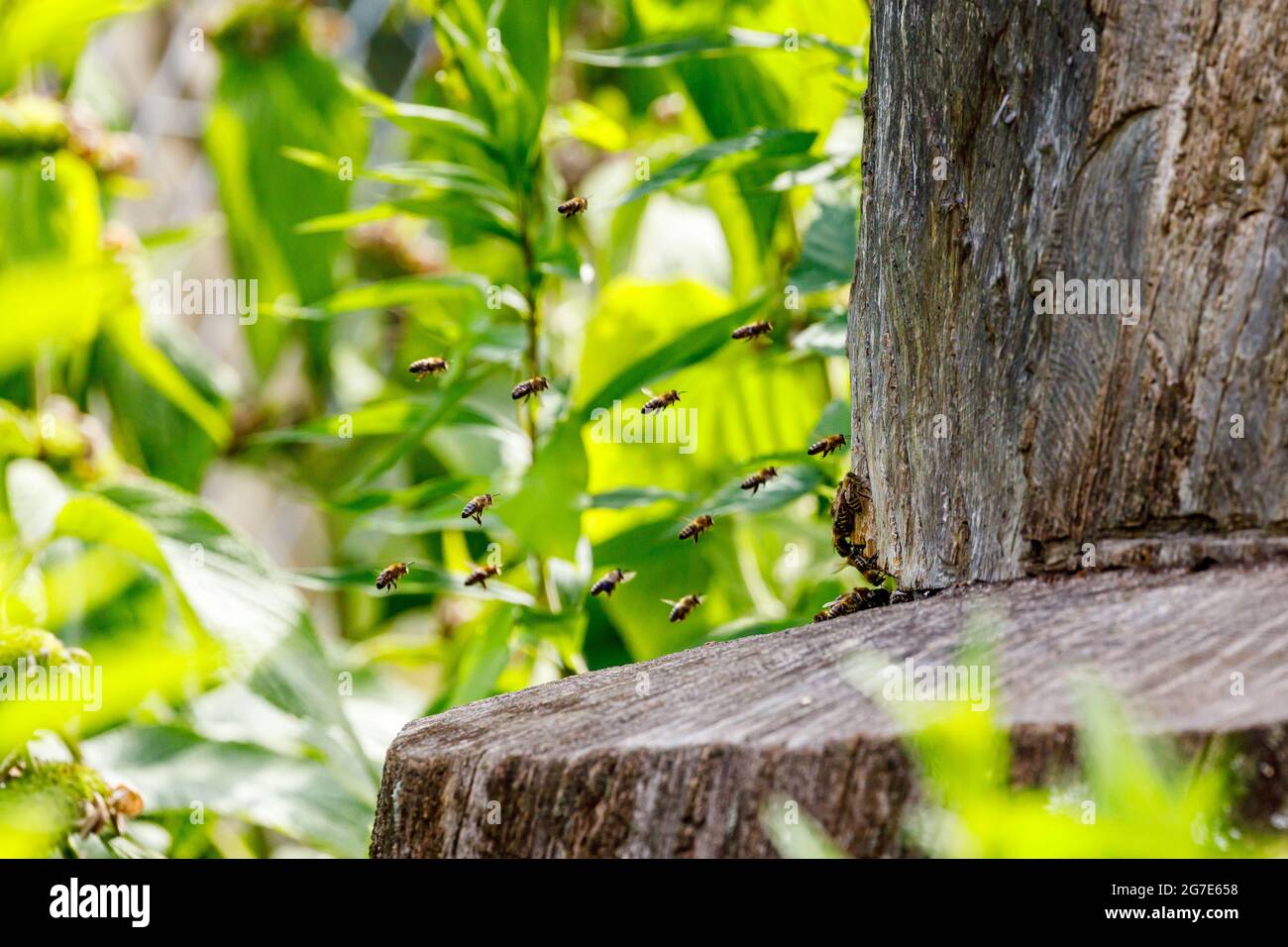 Un essaim d'abeilles à la maison d'abeilles Banque D'Images