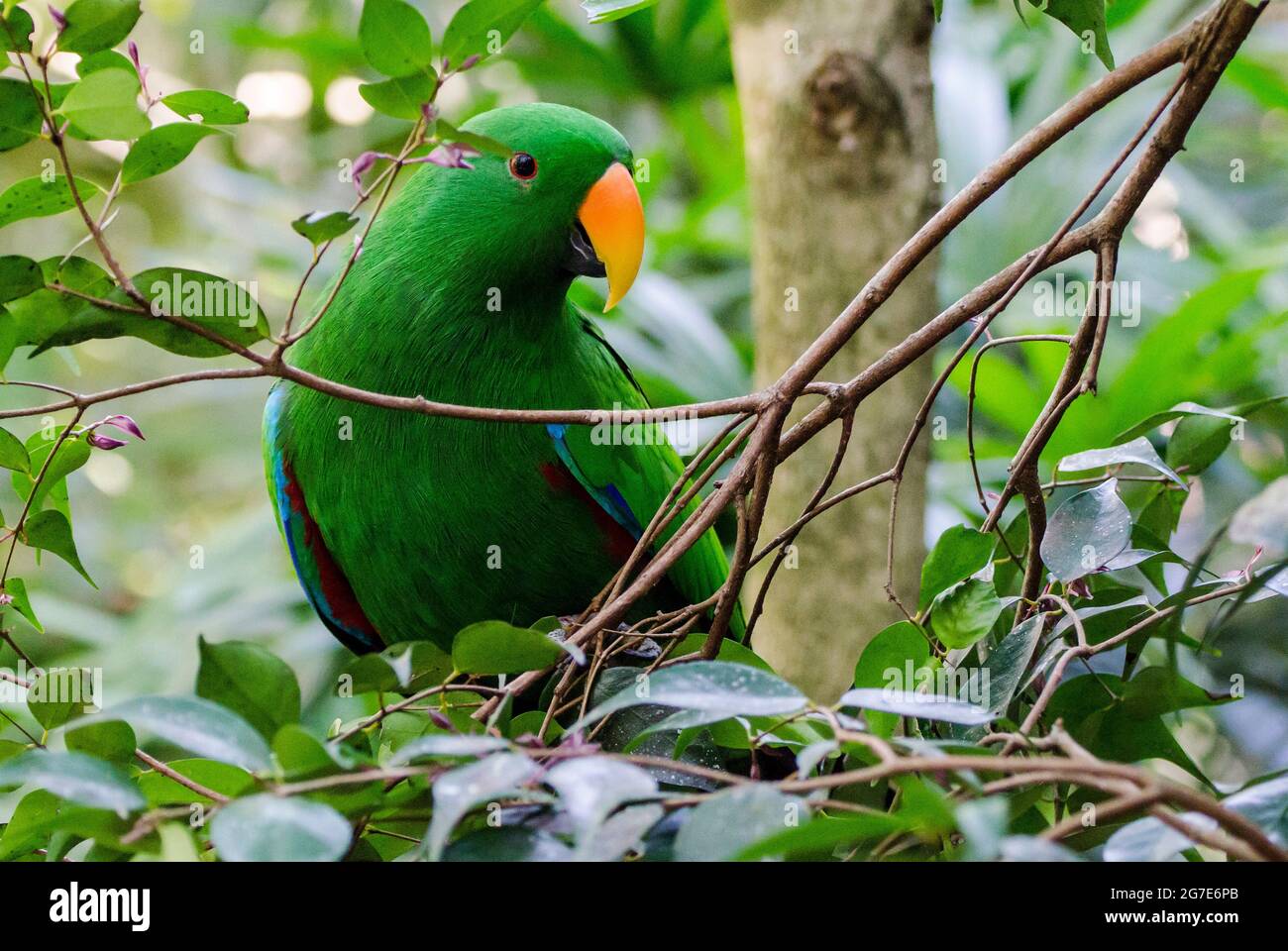 Eclectus Parrot, Eclectus roratus Banque D'Images