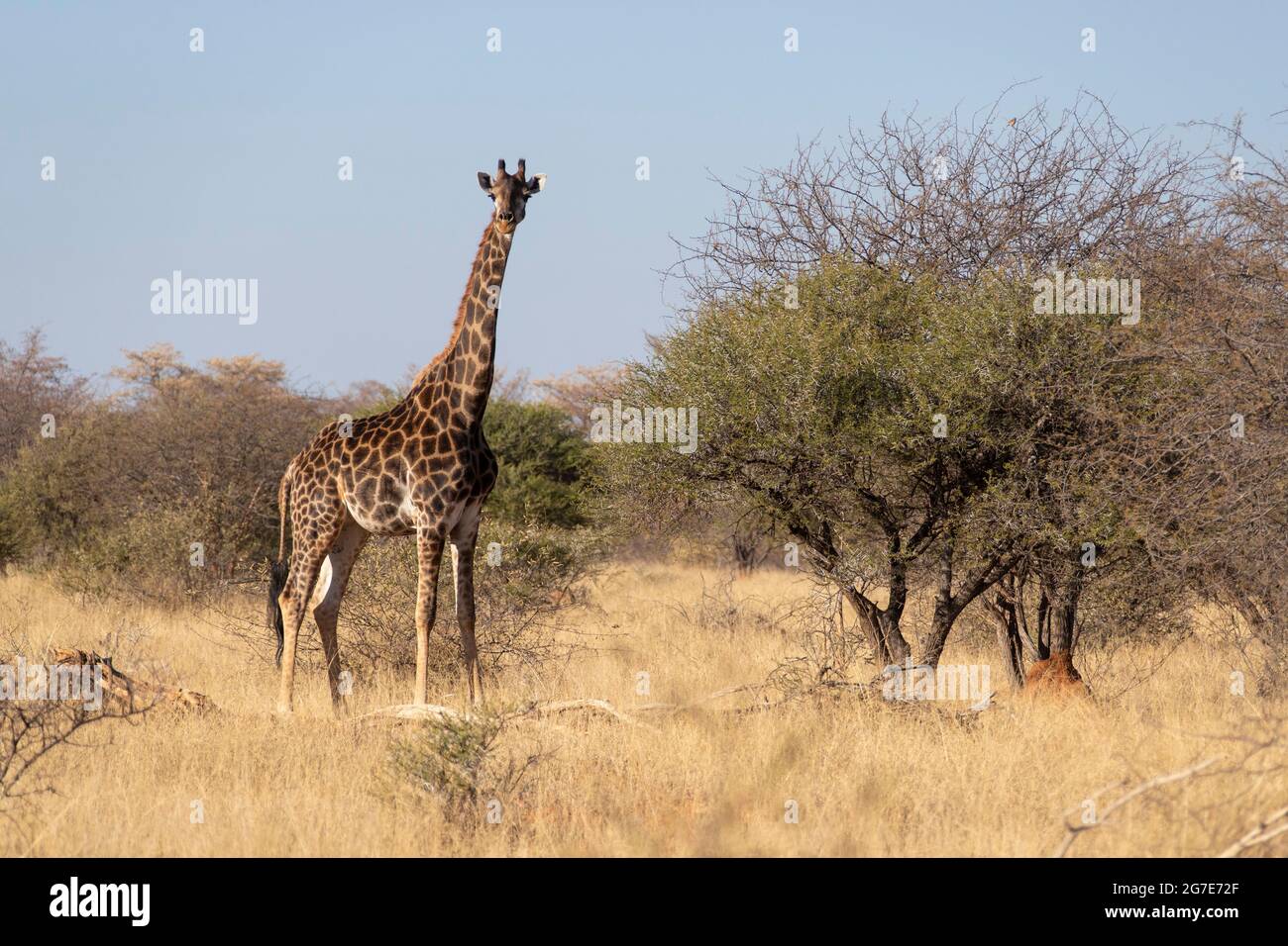 Girafe dans le Bush en Afrique du Sud. Banque D'Images