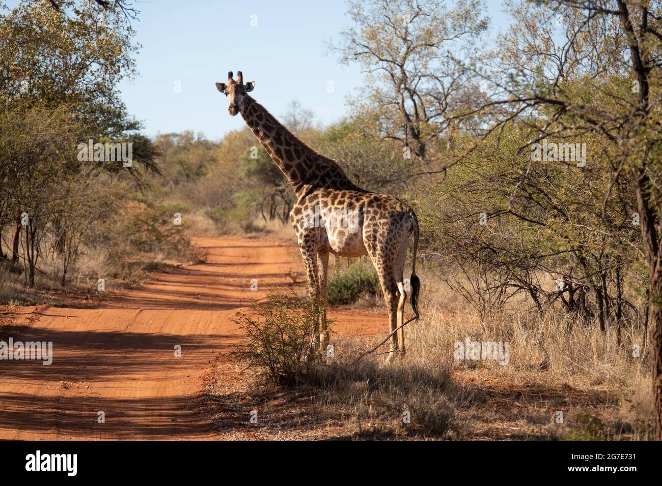 Girafe debout près d'une route de terre. Banque D'Images