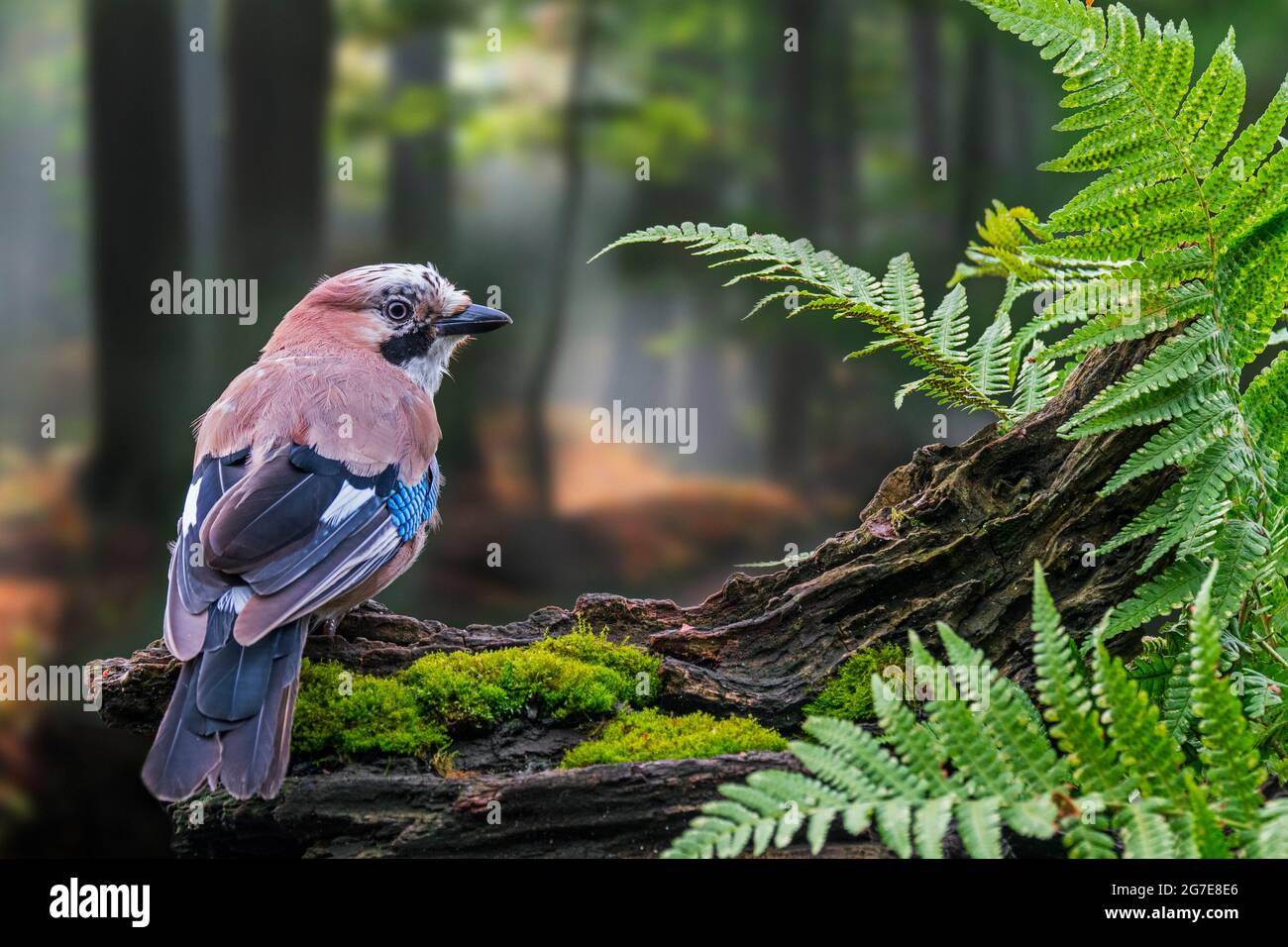 geai eurasien / geai européen (Garrulus glandarius / Corvus glandarius) perché sur un tronc d'arbre avec des fougères en forêt Banque D'Images