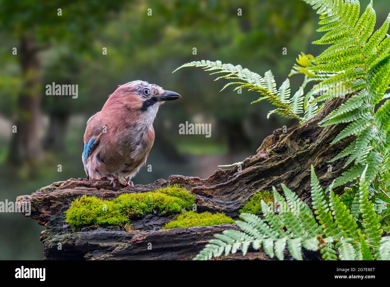 geai eurasien / geai européen (Garrulus glandarius / Corvus glandarius) perché sur un tronc d'arbre avec des fougères en forêt Banque D'Images