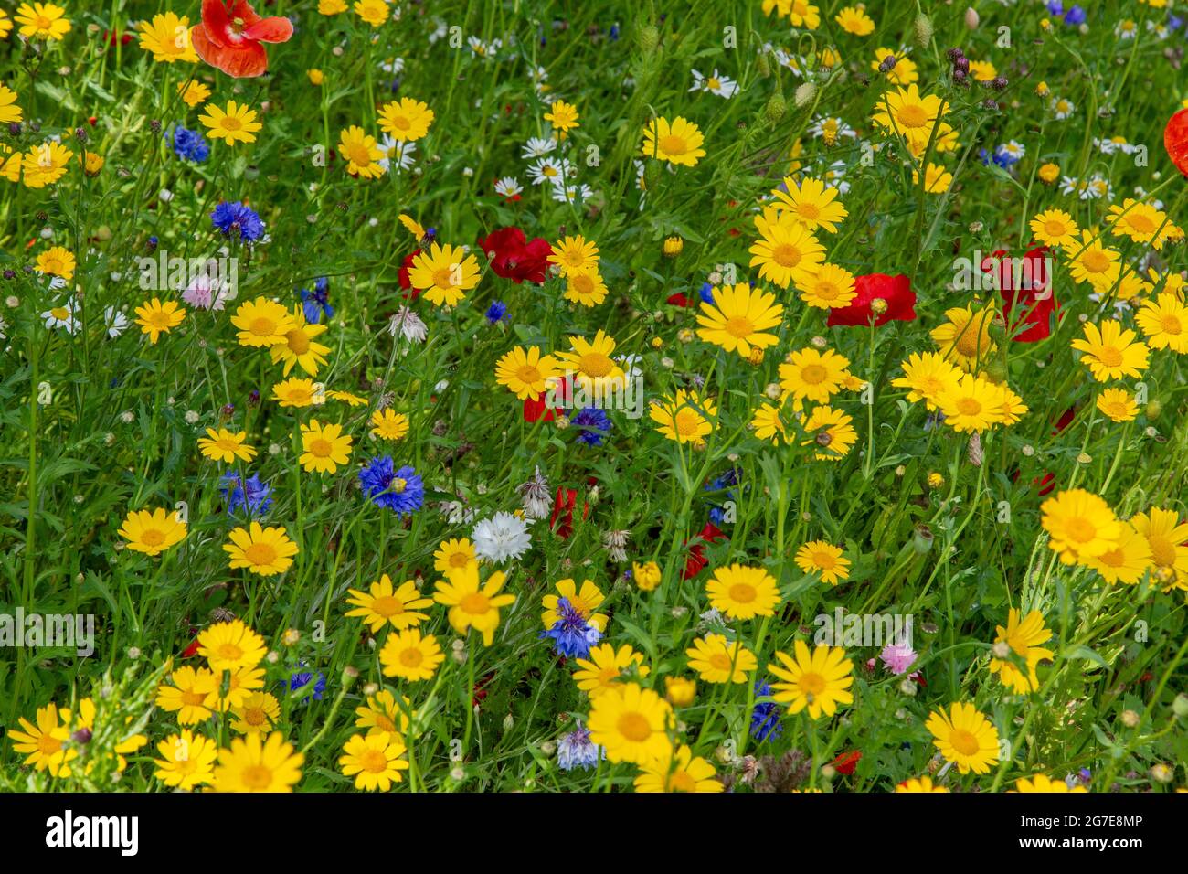 Fleurs sauvages mixtes qui poussent sur une bordure de route à Baildon, dans le Yorkshire, en Angleterre. Banque D'Images