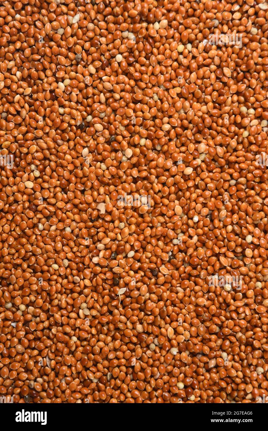 Texture du millet rouge, grain (Panicum miliaceum) Banque D'Images