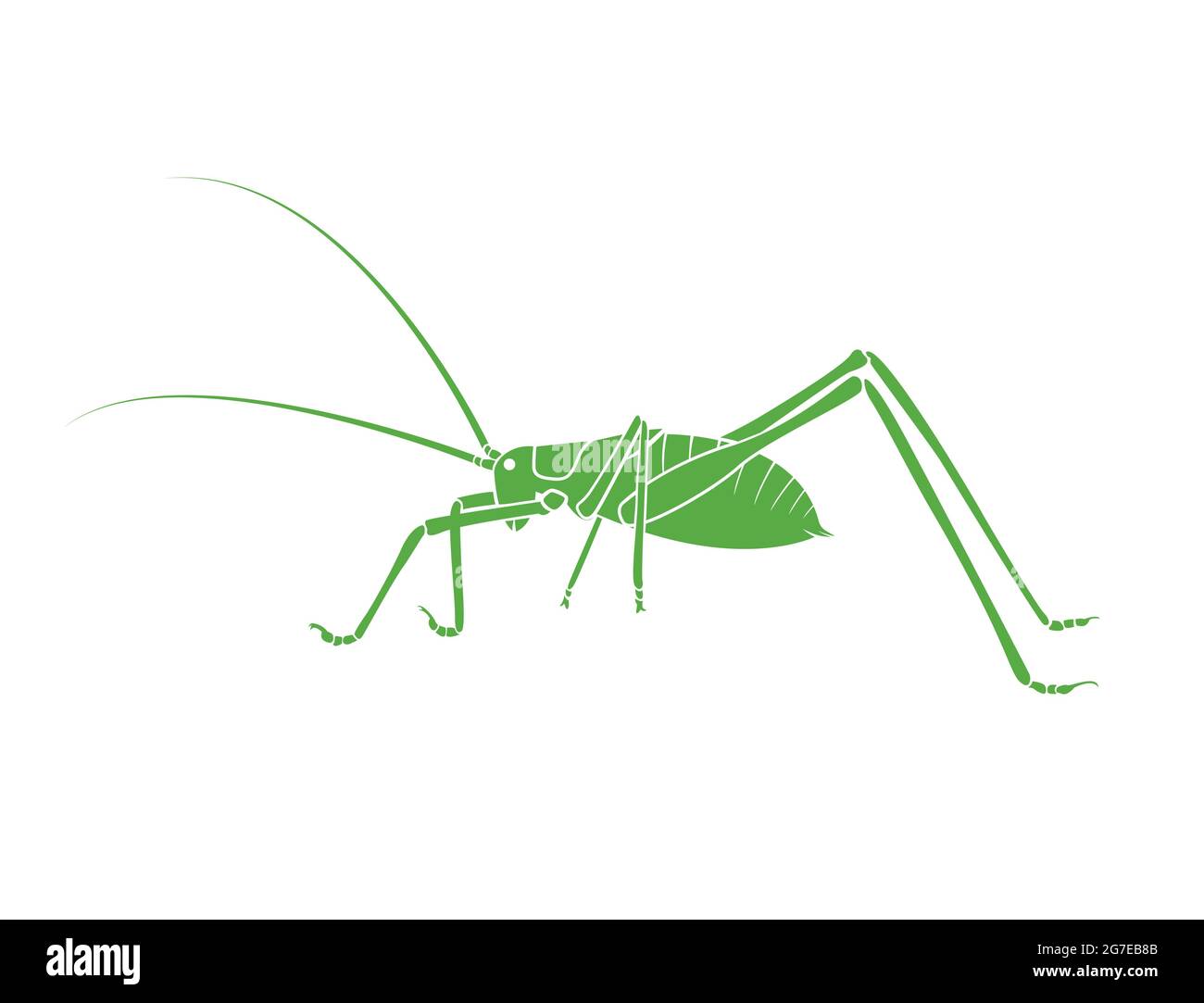 Vecteur de buisson vert-cricket long sauterelle à cornes sur fond blanc. Vue latérale. Insecte. Animaux. Illustration de Vecteur