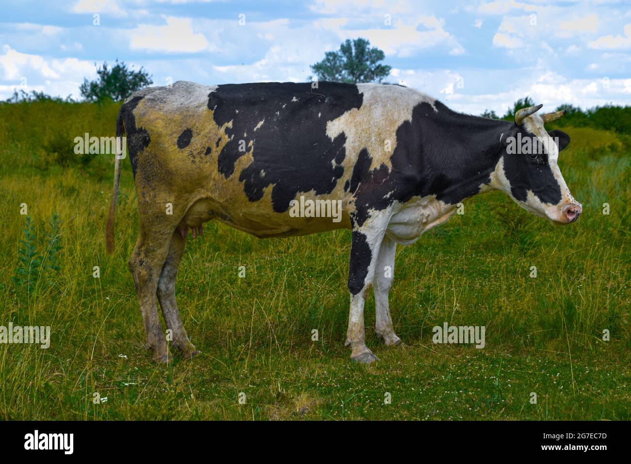 Une vache noire et blanche sur un pâturage vert Banque D'Images