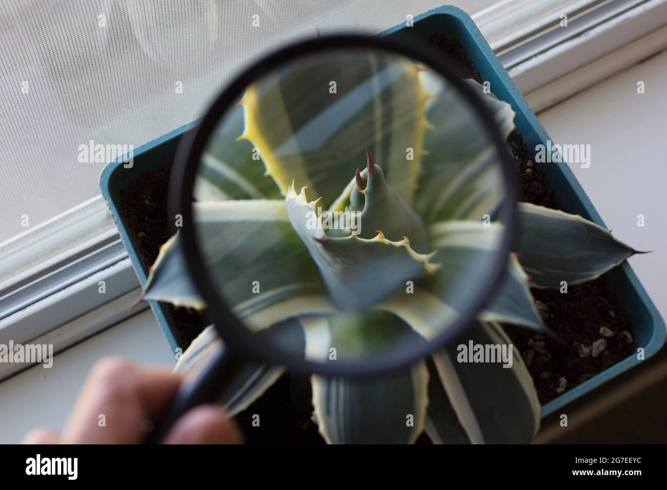 Une main tenant une loupe pour examiner une plante de maison. Banque D'Images