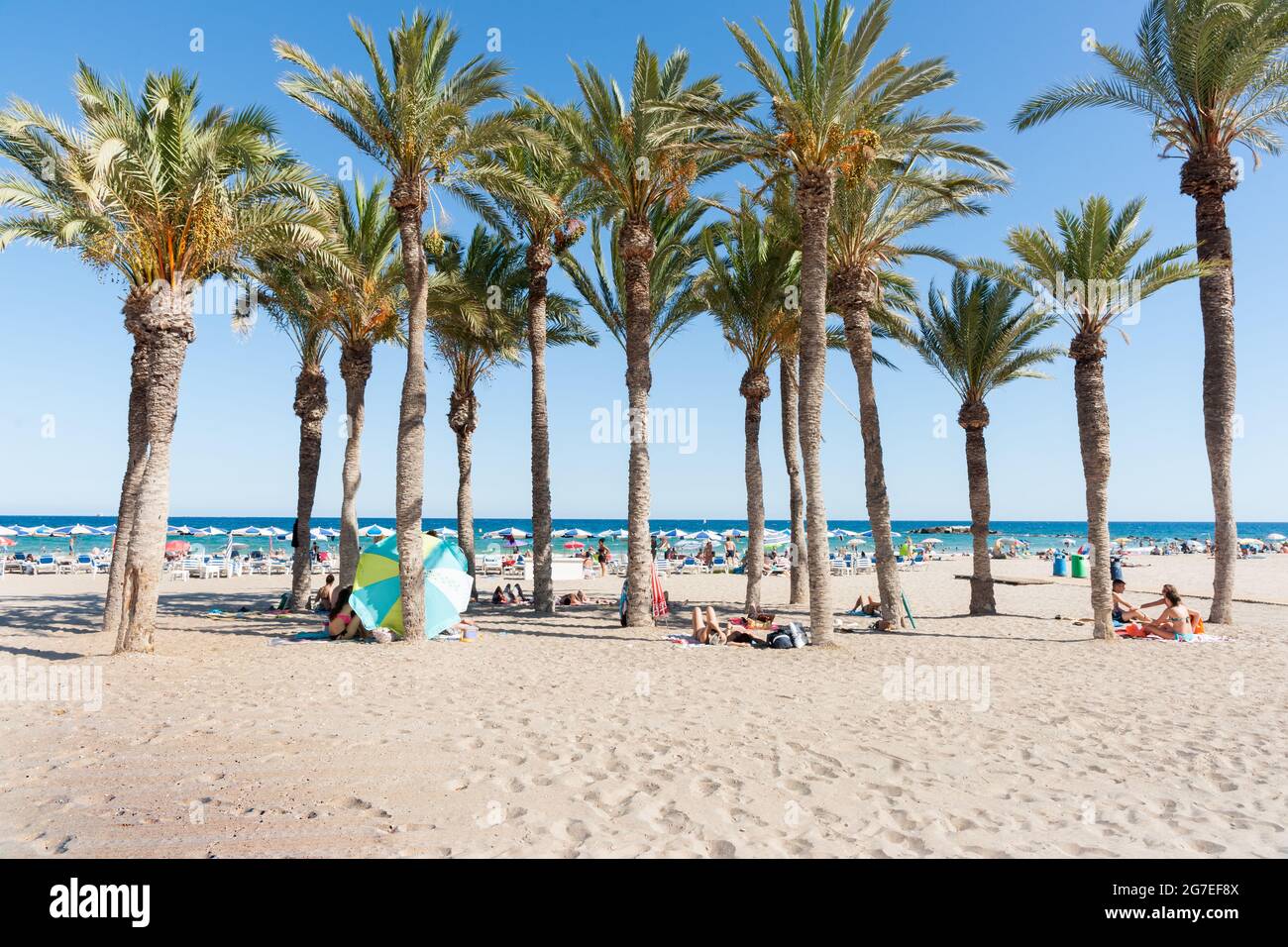 La palmeraie d'été sur la plage offre un peu d'ombre sur la plage méditerranéenne la Vila Joisa, Alicante Espagne Banque D'Images