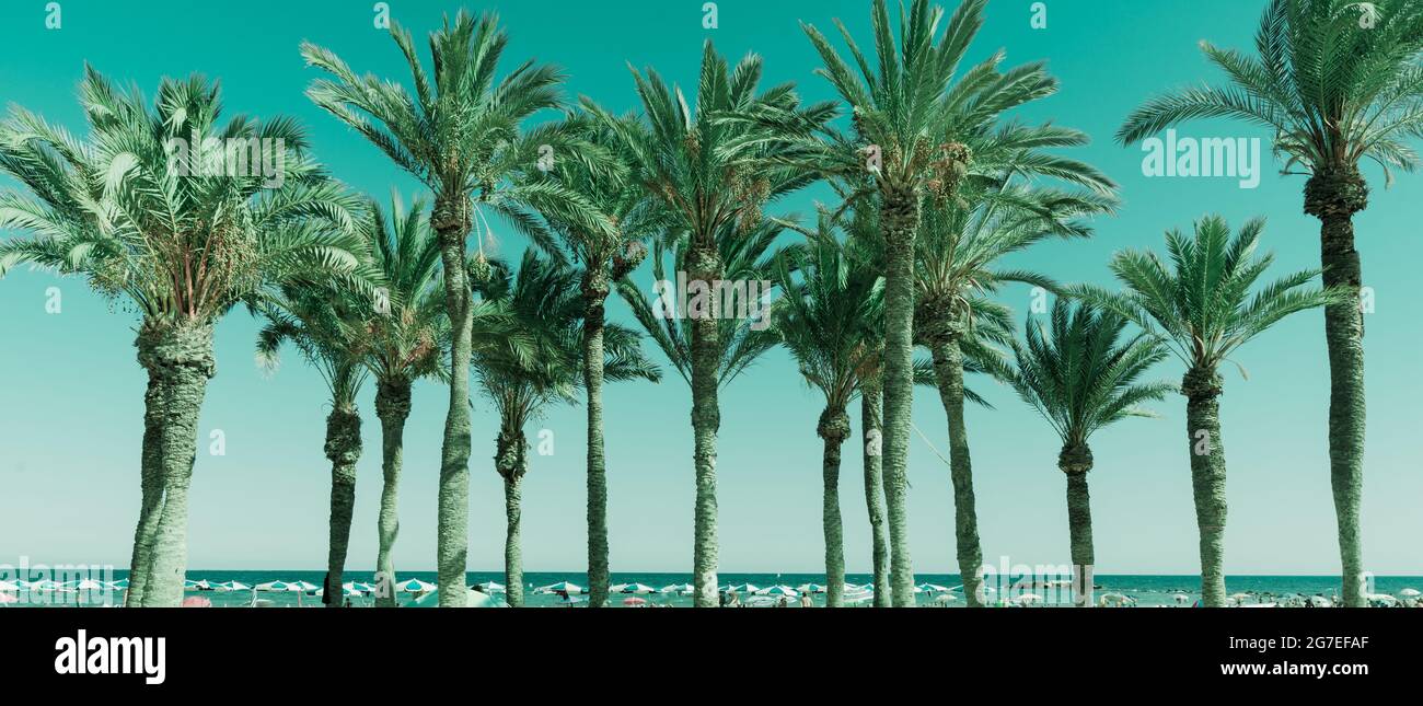 Tons rétro sur une rangée de palmiers tropicaux luxuriants contre le ciel Banque D'Images