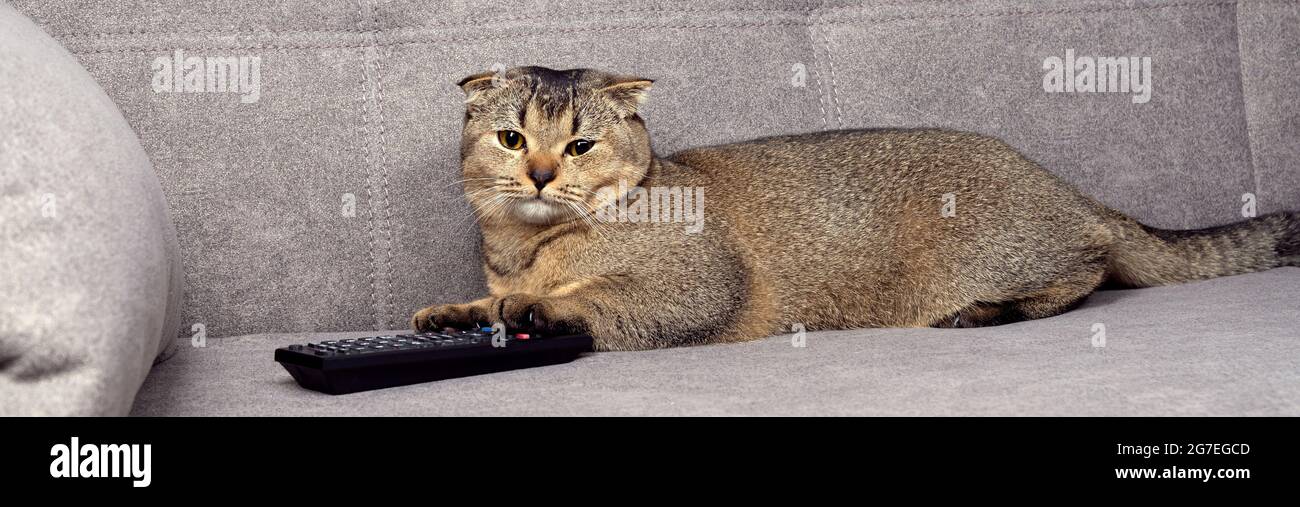 Magnifique chat écossais sur le canapé avec télécommande tv. Banque D'Images