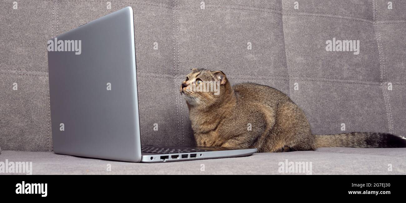 Le magnifique chat écossais de pliage regarde un ordinateur portable sur un canapé gris. Banque D'Images