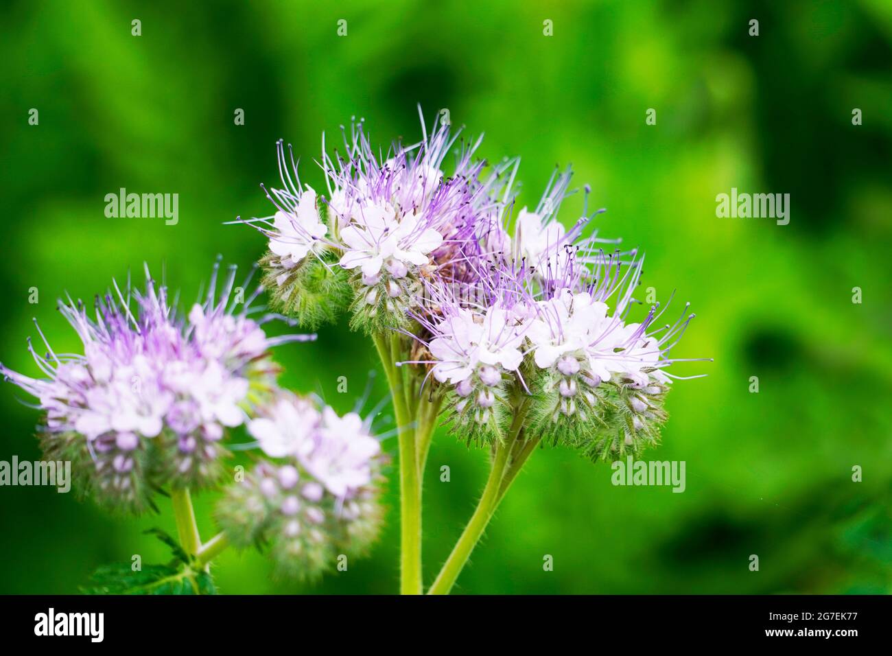Fleurs en grappe avec pétales en gros plan sur fond vert. Plante en fleurs. Pâturage des abeilles. Phacelia. Banque D'Images