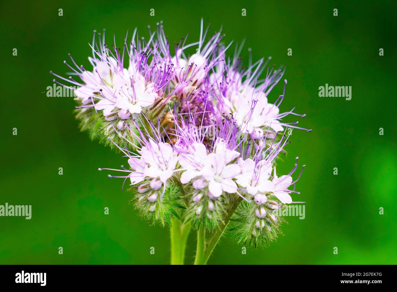 Fleurs en grappe avec pétales en gros plan sur fond vert. Plante en fleurs. Pâturage des abeilles. Phacelia. Banque D'Images