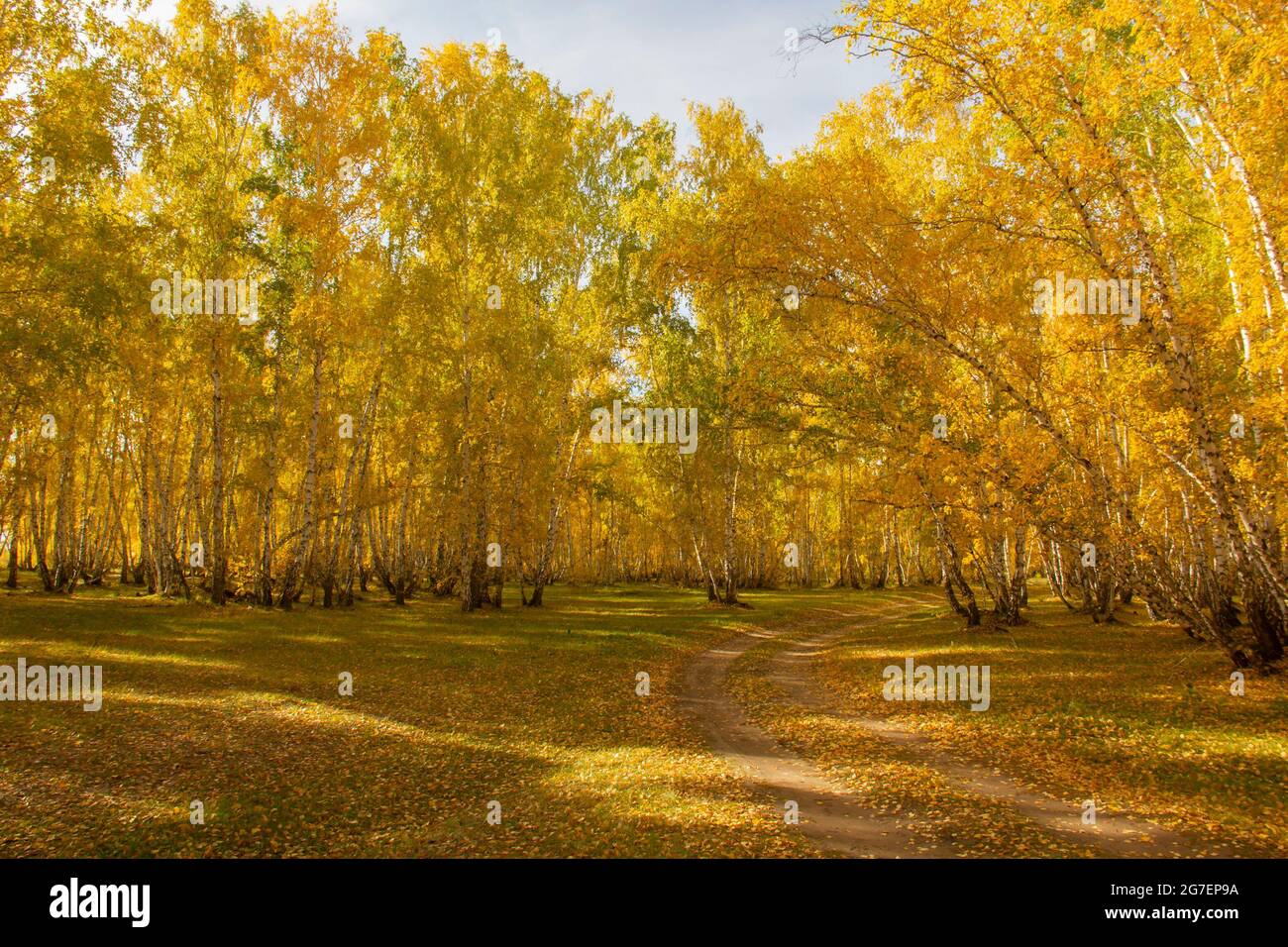 Automne forêt jaune-doré dans les rayons du soleil de midi. Banque D'Images
