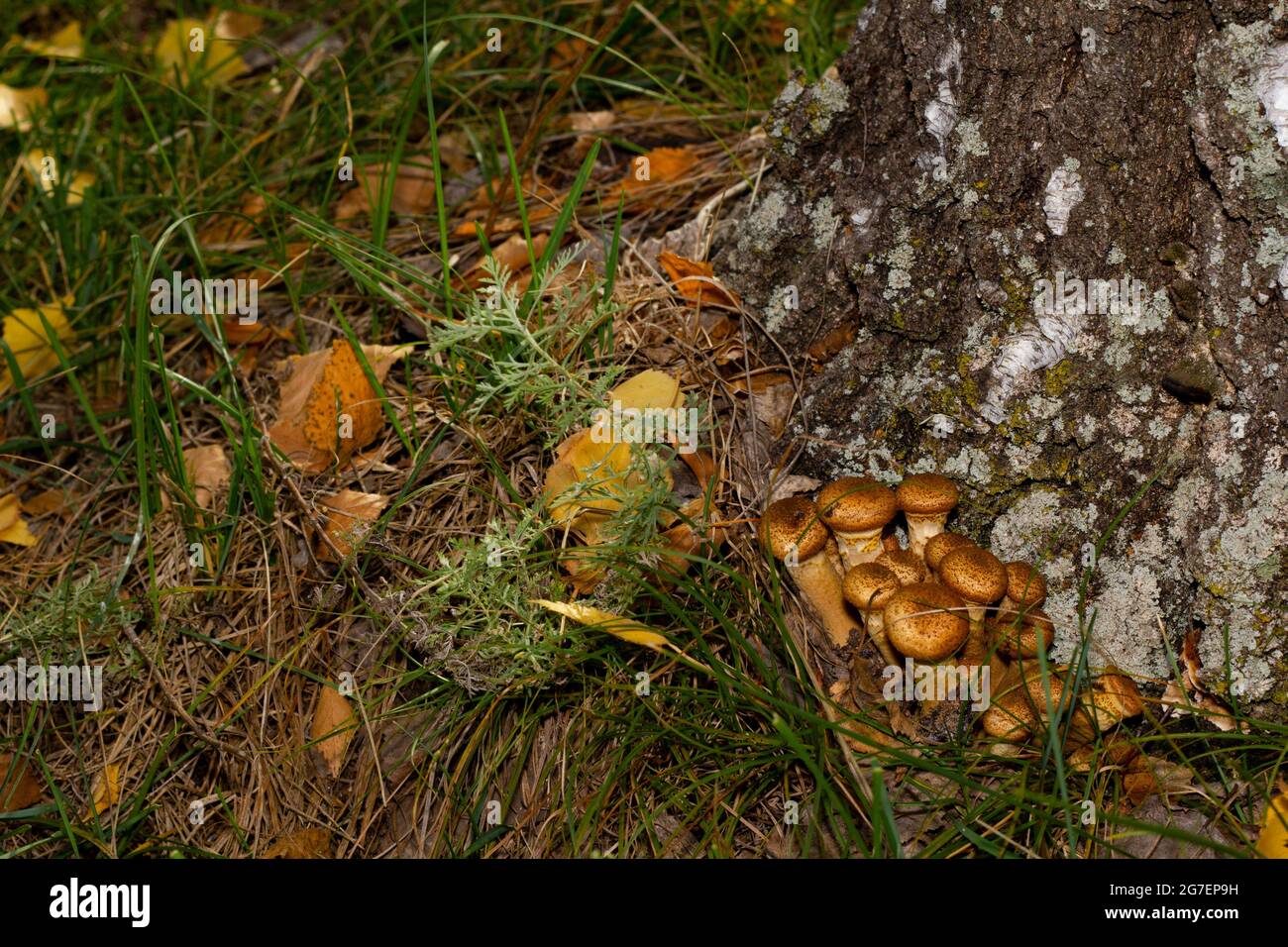 Les champignons miel poussent sur une souche dans la forêt près de la ville. Concept de protection de l'environnement. Banque D'Images