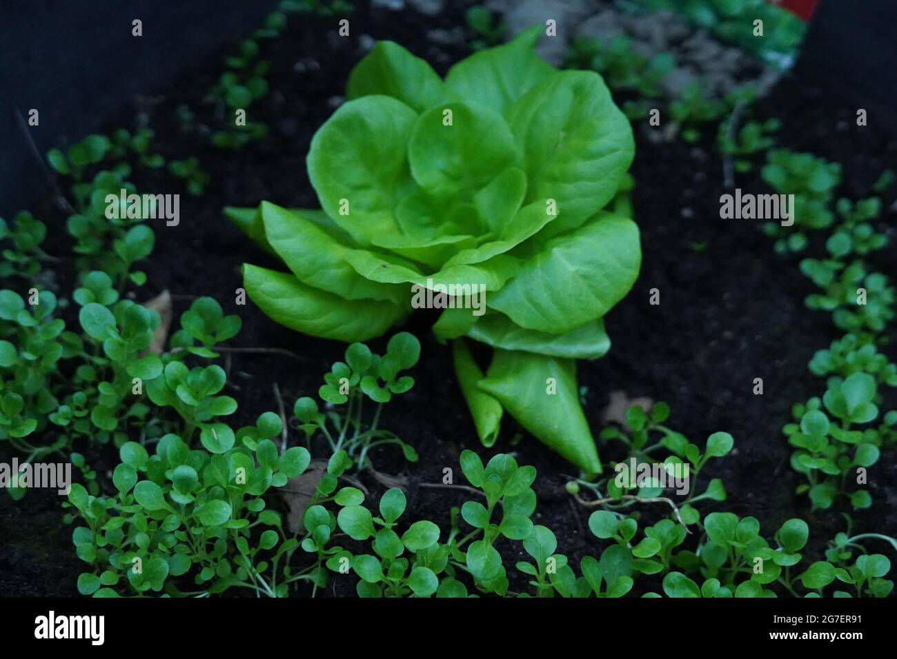 De plus en plus de la laitue dans le jardin Banque D'Images