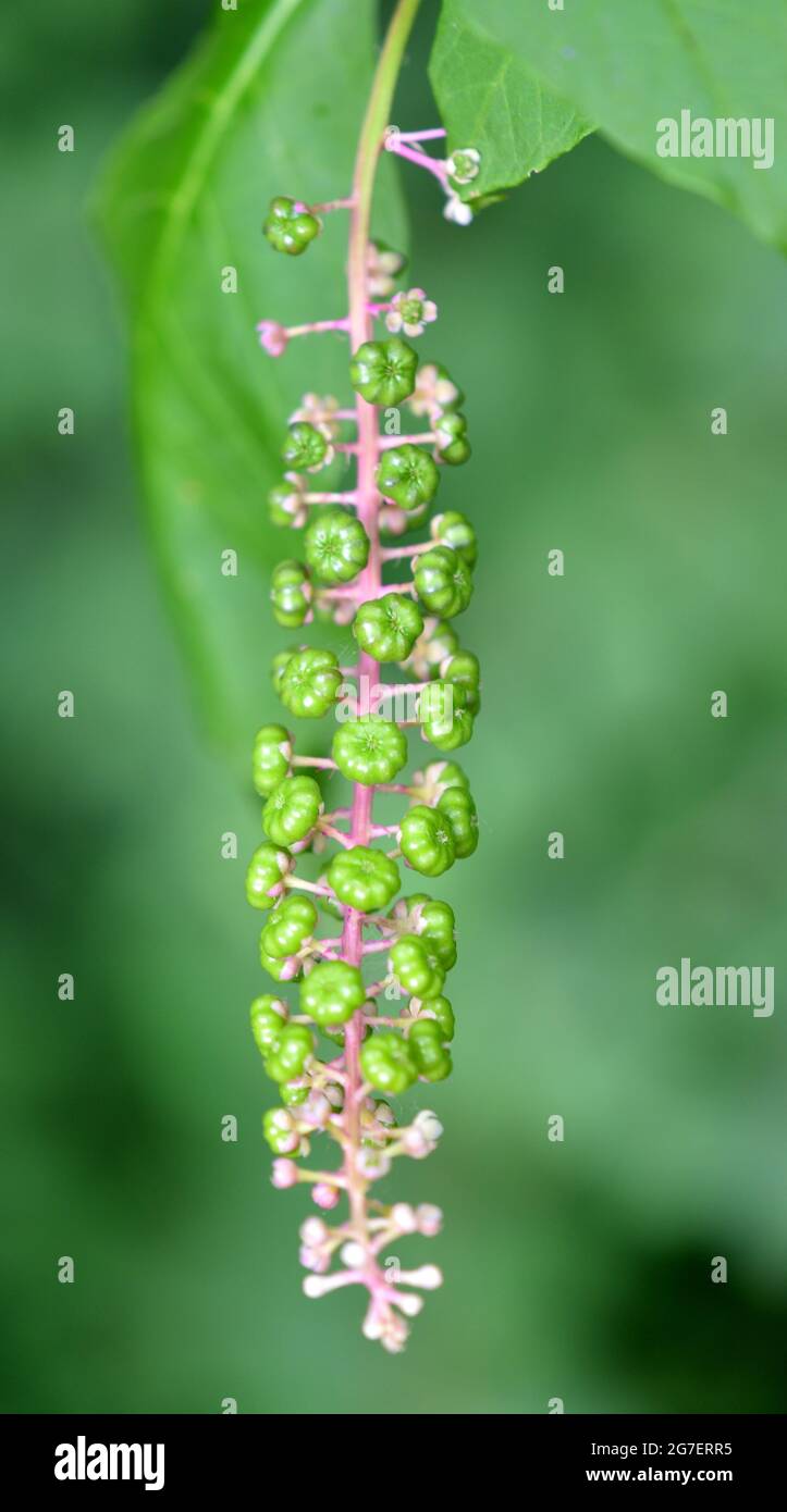 Gros plan d'une portion florale d'une plante pokeweed montrant des baies vertes non mûres sur des ratons laveurs roses. Photo prise sur une prairie de l'Iowa. Banque D'Images