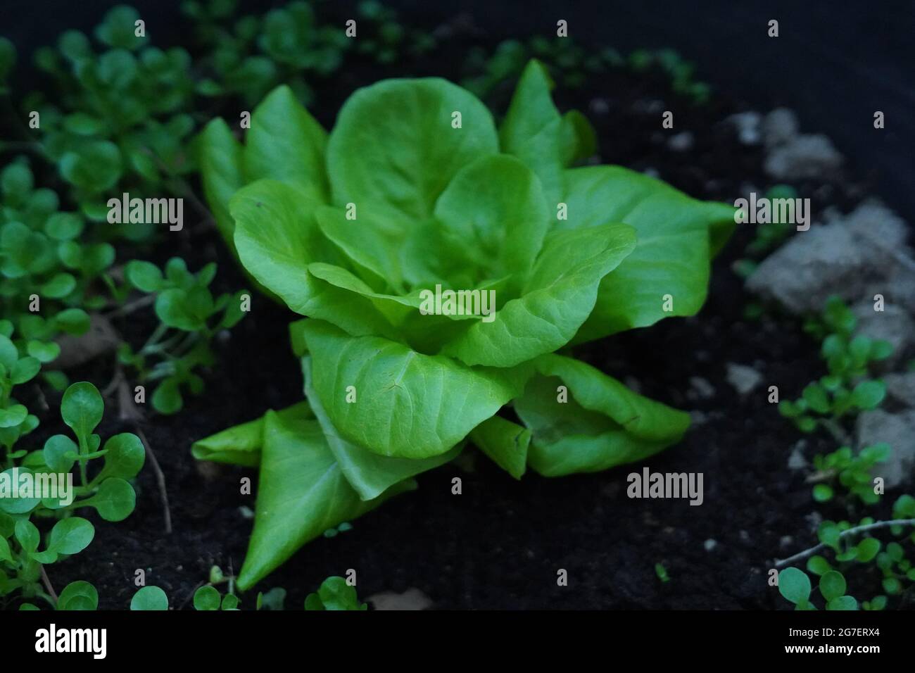 De plus en plus de la laitue dans le jardin Banque D'Images