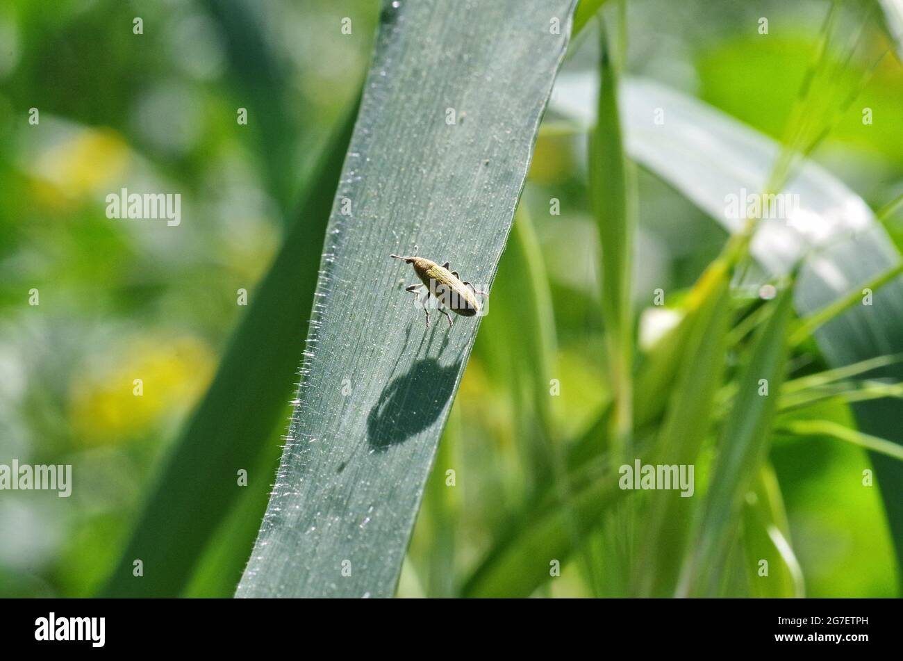 vue rapprochée d'un bogue jaune avec son ombre sur une feuille Banque D'Images