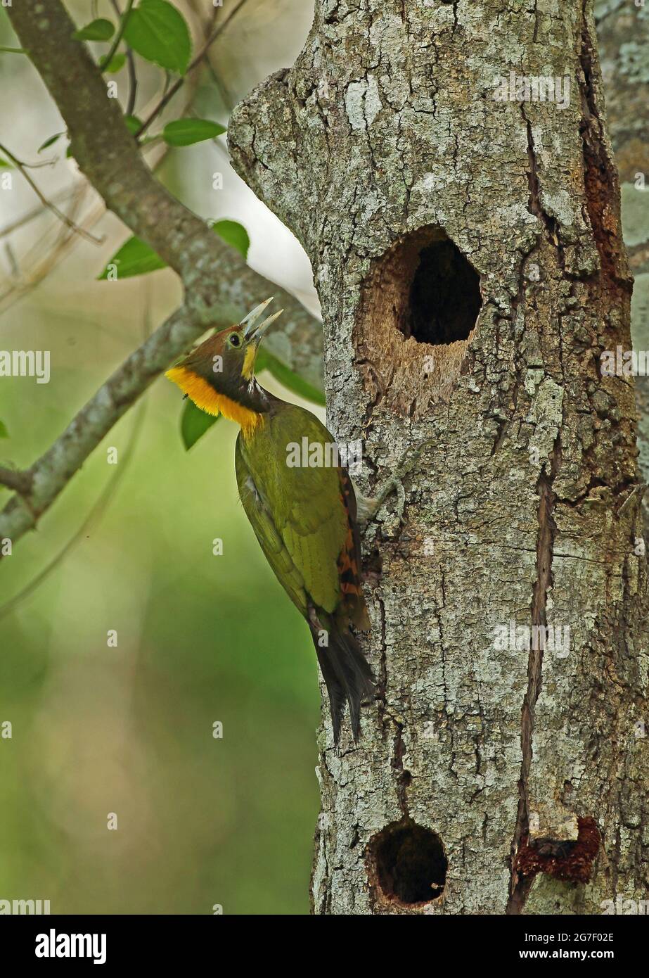 Grand Yellownape (Chrysophlegma flavinucha lylei) adulte mâle accrochant au tronc de l'arbre au trou de nidification Kaeng Krachan NP, Thaïlande Mai Banque D'Images