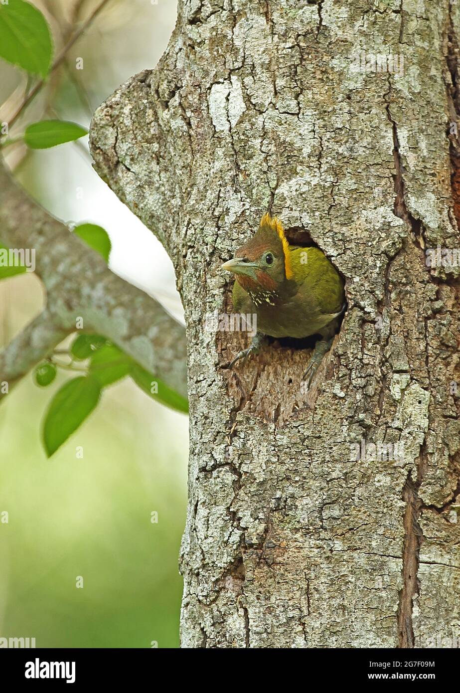 Grand Yellownape (Chrysophlegma flavinucha lylei) femelle adulte quittant le nid trou Kaeng Krachan NP, Thaïlande Mai Banque D'Images