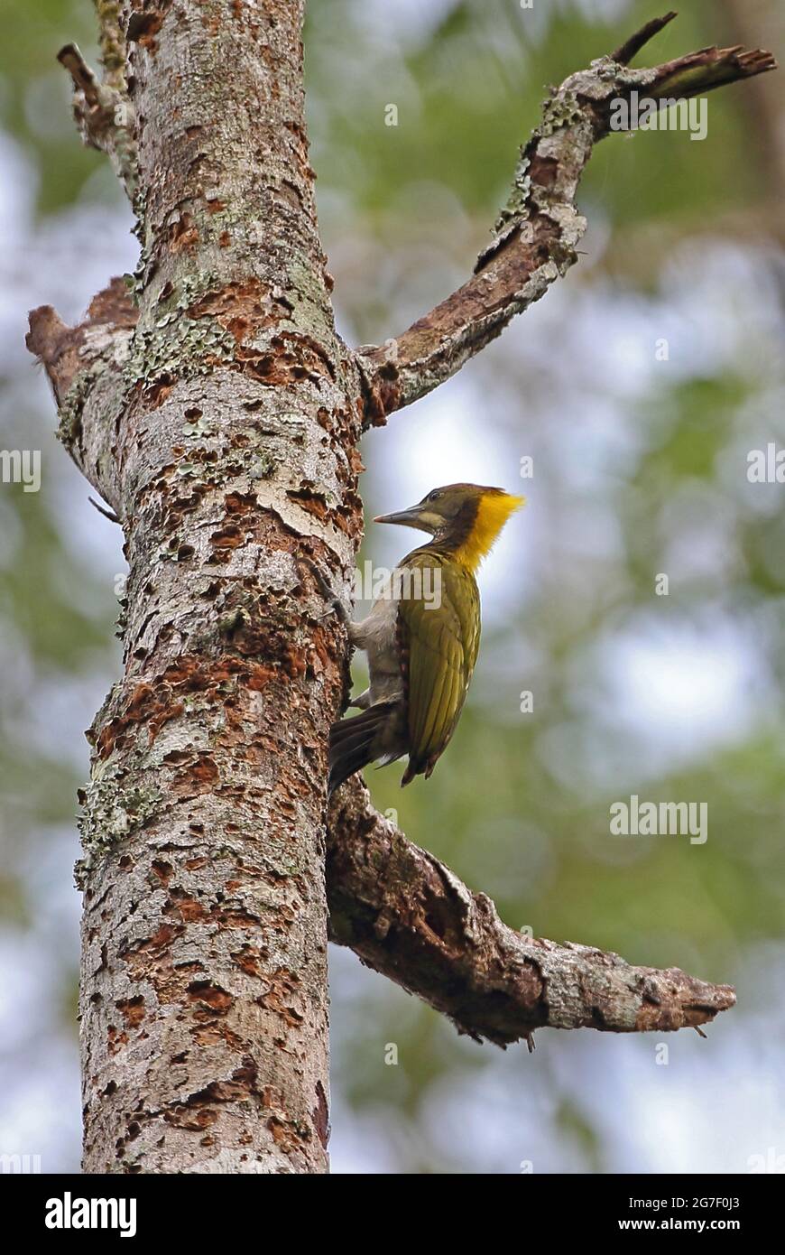 Le grand Yellownape (Chrysophlegma flavinucha lylei) mâle s'accrochant au tronc d'arbre mort Kaeng Krachan NP, Thaïlande Mai Banque D'Images