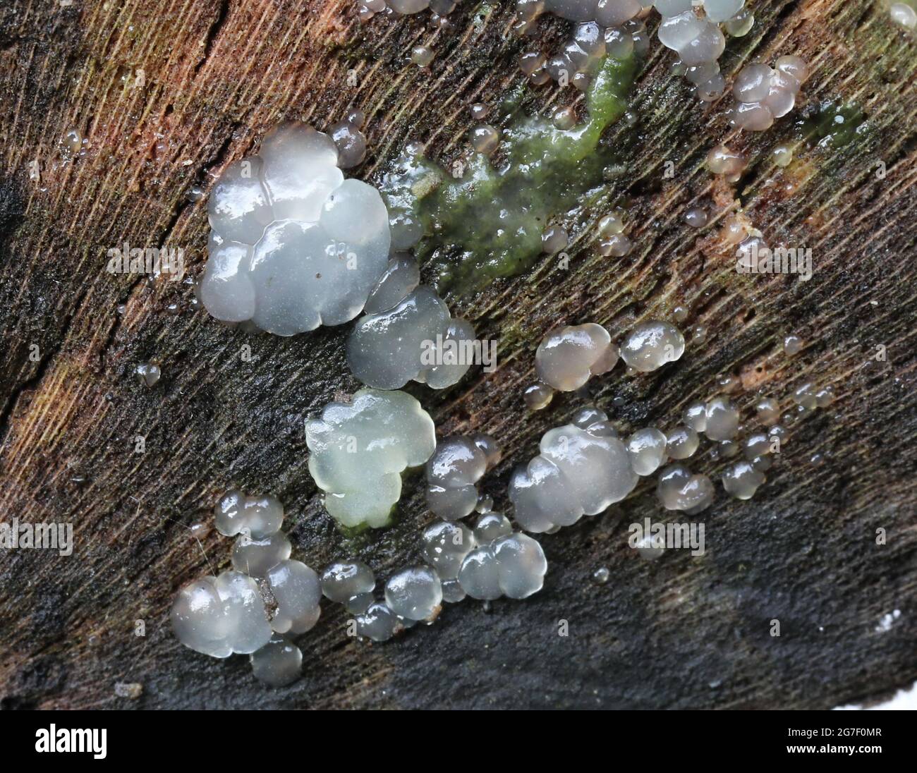 Exidia Nucleata Crystal cerveau champignon Banque D'Images