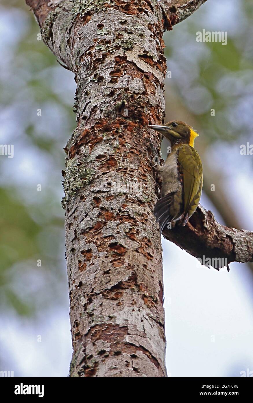 Le grand Yellownape (Chrysophlegma flavinucha lylei) mâle s'accrochant au tronc d'arbre mort Kaeng Krachan NP, Thaïlande Mai Banque D'Images