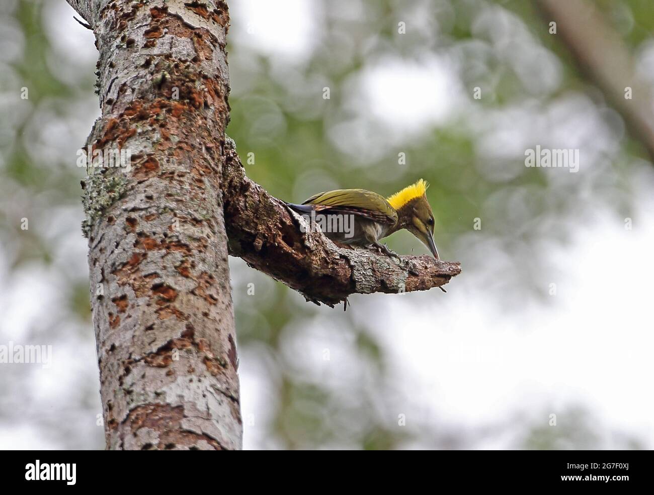 La plus grande yellownape (Chrysophlegma flavinucha lylei) se nourrissant de mâles sur une branche brisée Kaeng Krachan NP, Thaïlande Mai Banque D'Images