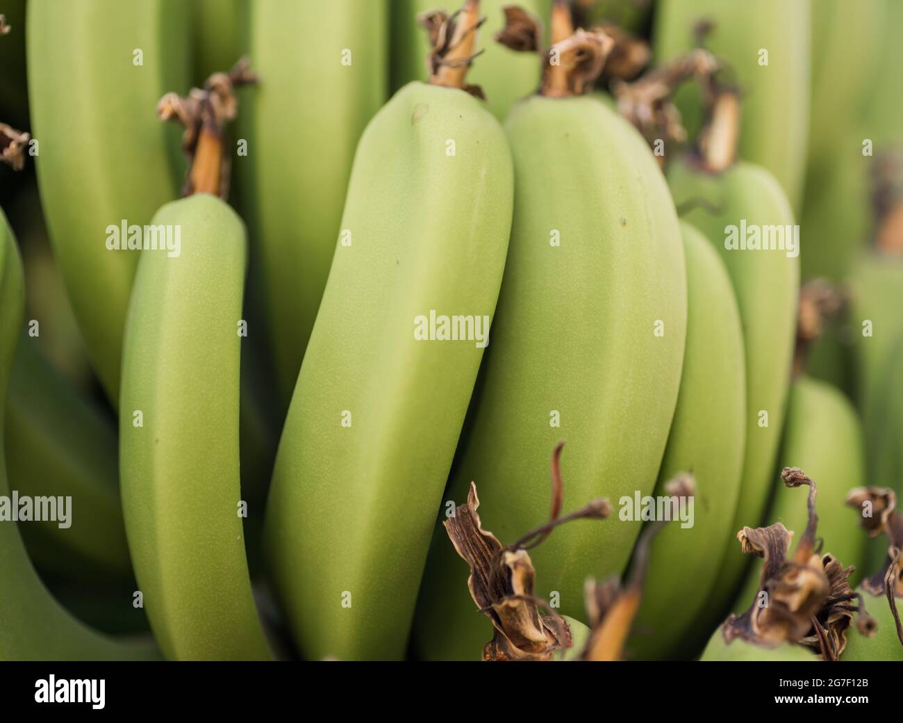 motif de la nourriture fraîche naturelle banane fond vers le haut Banque D'Images