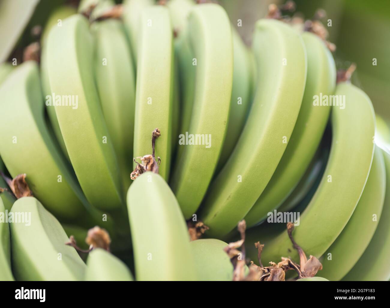 motif de la nourriture fraîche naturelle banane fond vers le haut Banque D'Images