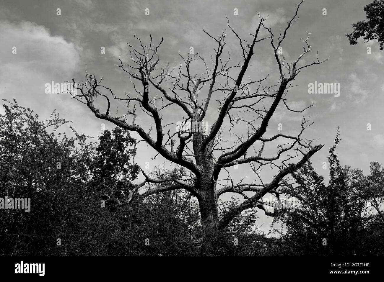 Arbre noir et blanc Skeleton silhouetted aginst le ciel - Dudmaston Estate, Quatt, Bridgnorth, Worcestershire Banque D'Images