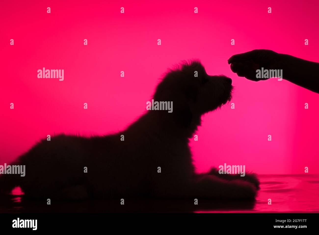 silhouette d'un chien allongé et déchiqueteur et d'une main humaine sur fond rouge Banque D'Images