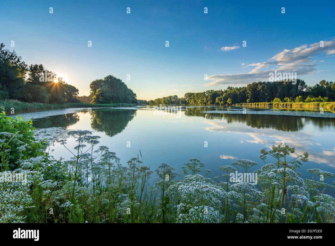 Wien, Vienne: Coucher de soleil sur le lac de l'arbalète Kühwörter Wasser dans la plaine inondable Lobau, partie du parc national Donau-Auen (parc national du Danube-Auen), plante Schafgarb Banque D'Images