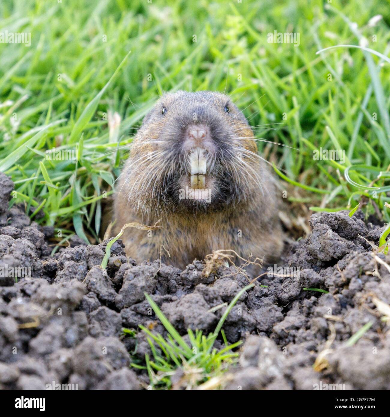 Un Gopher de poche qui se déchaîne de la sourde et qui se fixe à l'appareil photo. Comté de Santa Clara, Californie, États-Unis. Banque D'Images