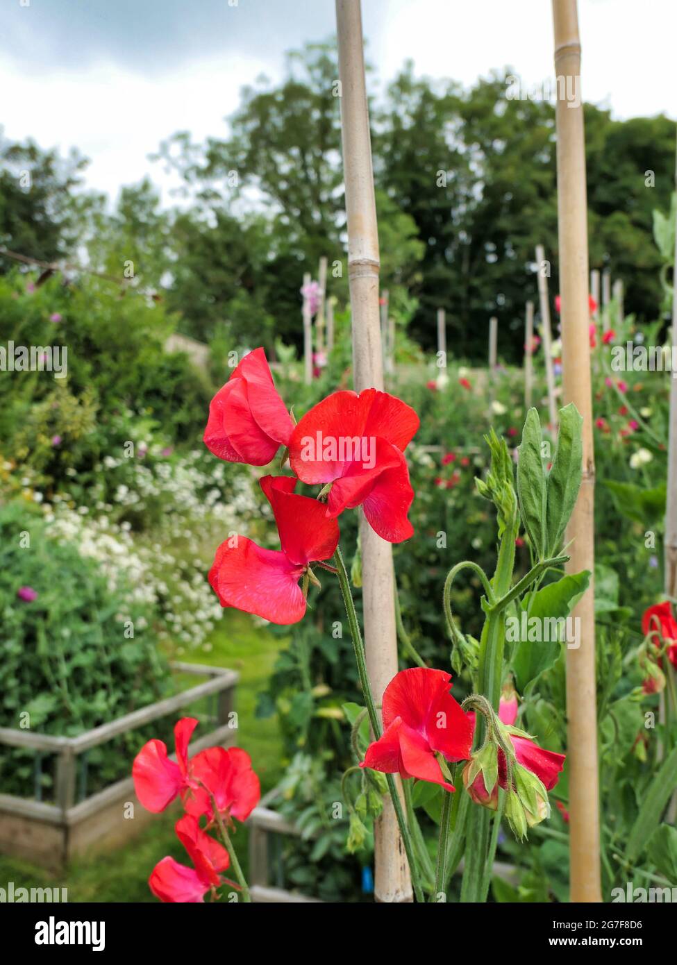 Lathyrus « signe rouge » Banque D'Images
