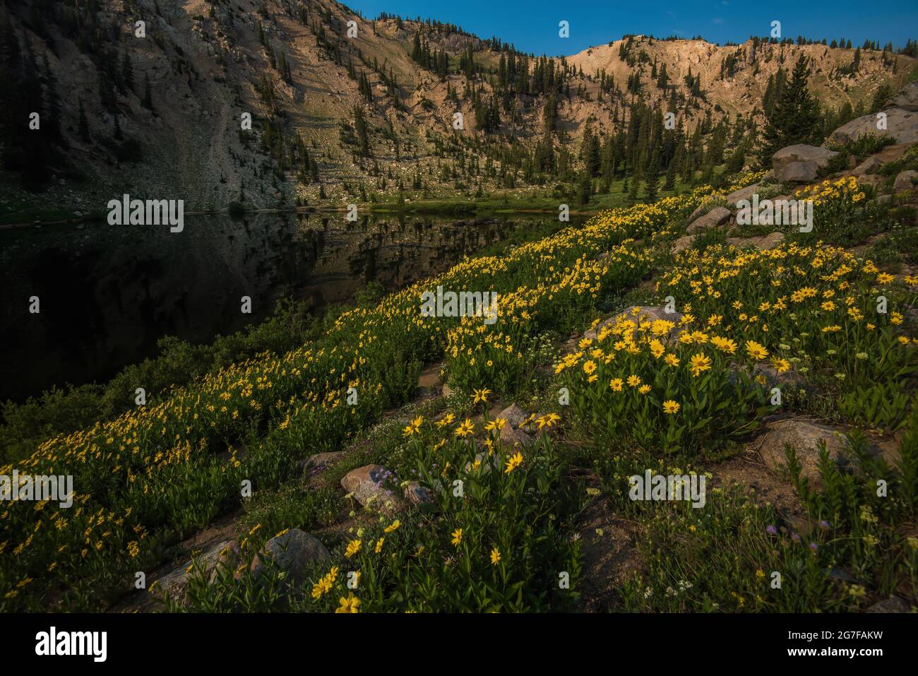 Fleurs sauvages jaunes dans un environnement de haute montagne avec un petit lac en arrière-plan, le lac Catherine est situé à 9000 pieds. (2700 m) près de Salt Lake. Banque D'Images