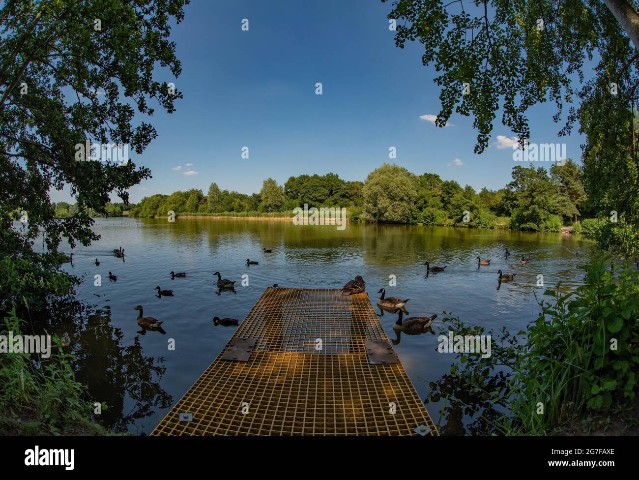 Lac Arrow Valley, Redditch, Worcestershire avec canards et oies Banque D'Images