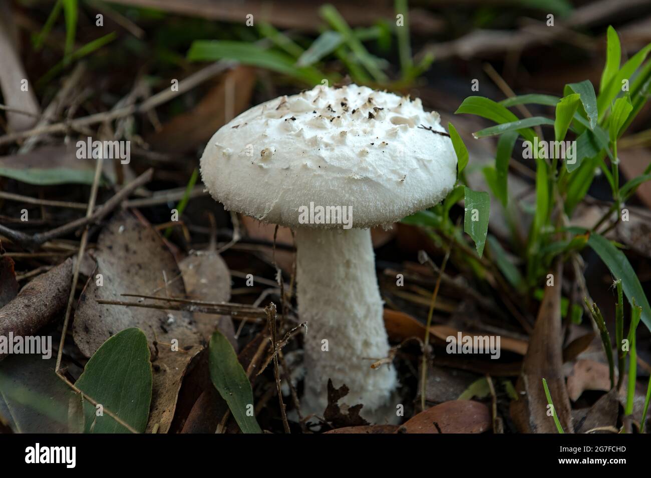 Amanita ananiceps, ananas Amanita Banque D'Images