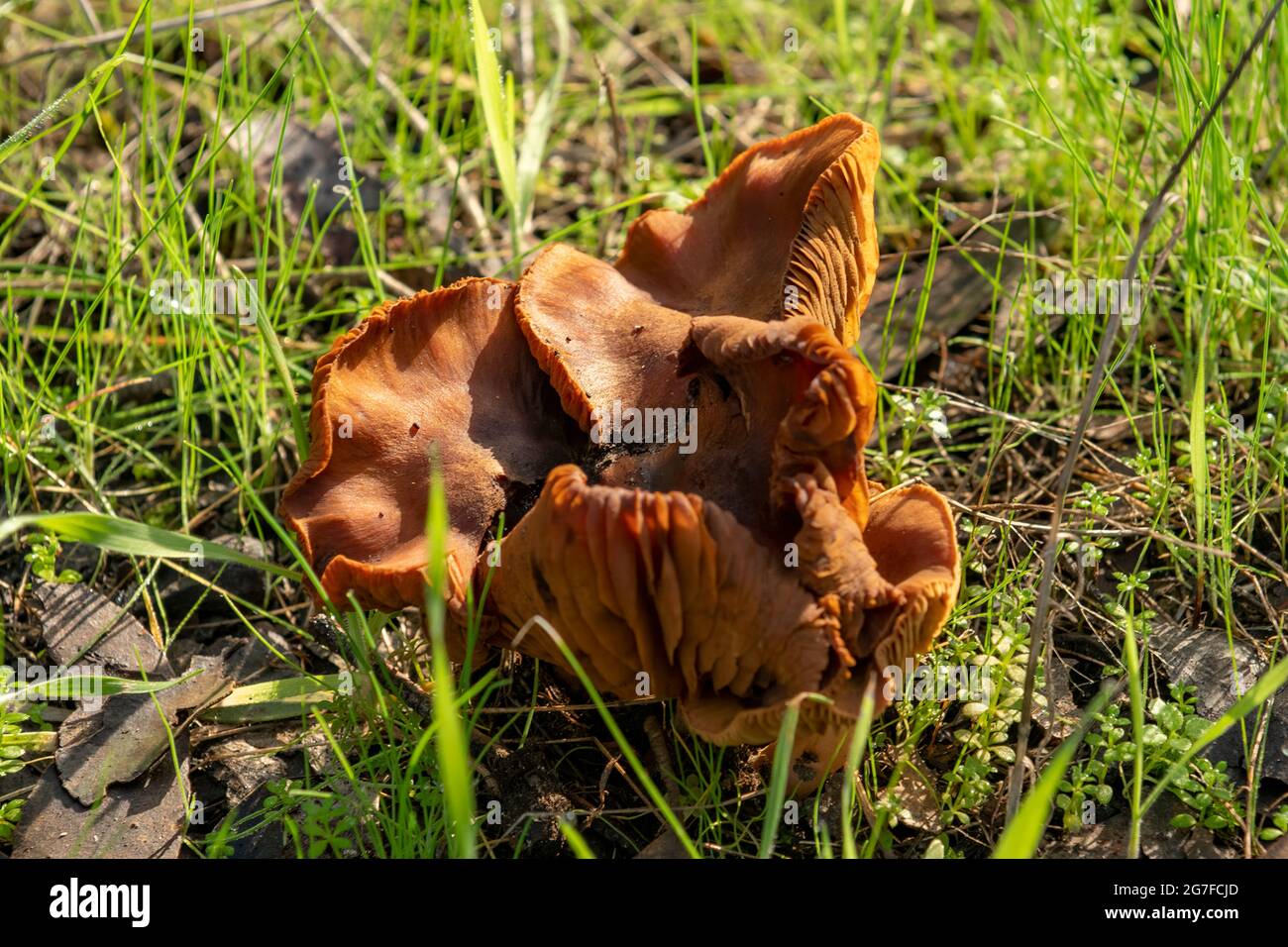 Cortinarius semisanguineus, Red Gilled Webcap Banque D'Images