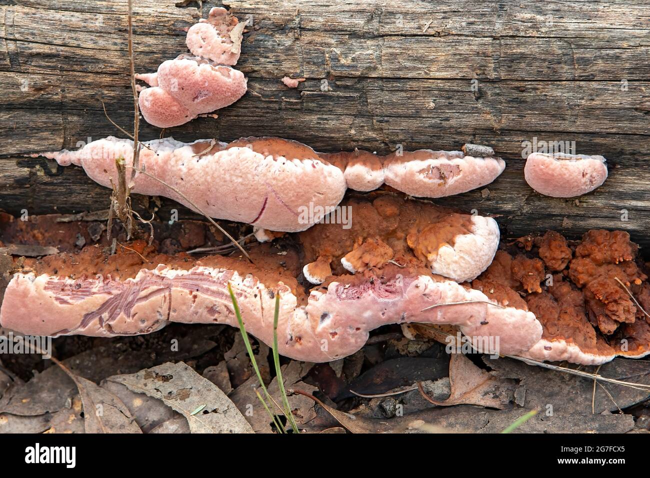 Fistulina hepatica, champignon Beefsteak Banque D'Images