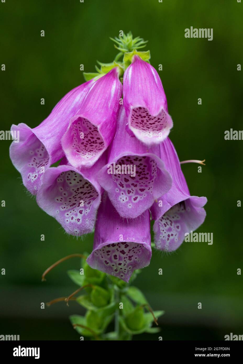 Foxglove Digitalis purpurea, en fleur dans un jardin Foxglove est une plante de jardin bisannuelle commune qui contient la digitoxine, la digoxine, et d'autres glyc cardiaques Banque D'Images