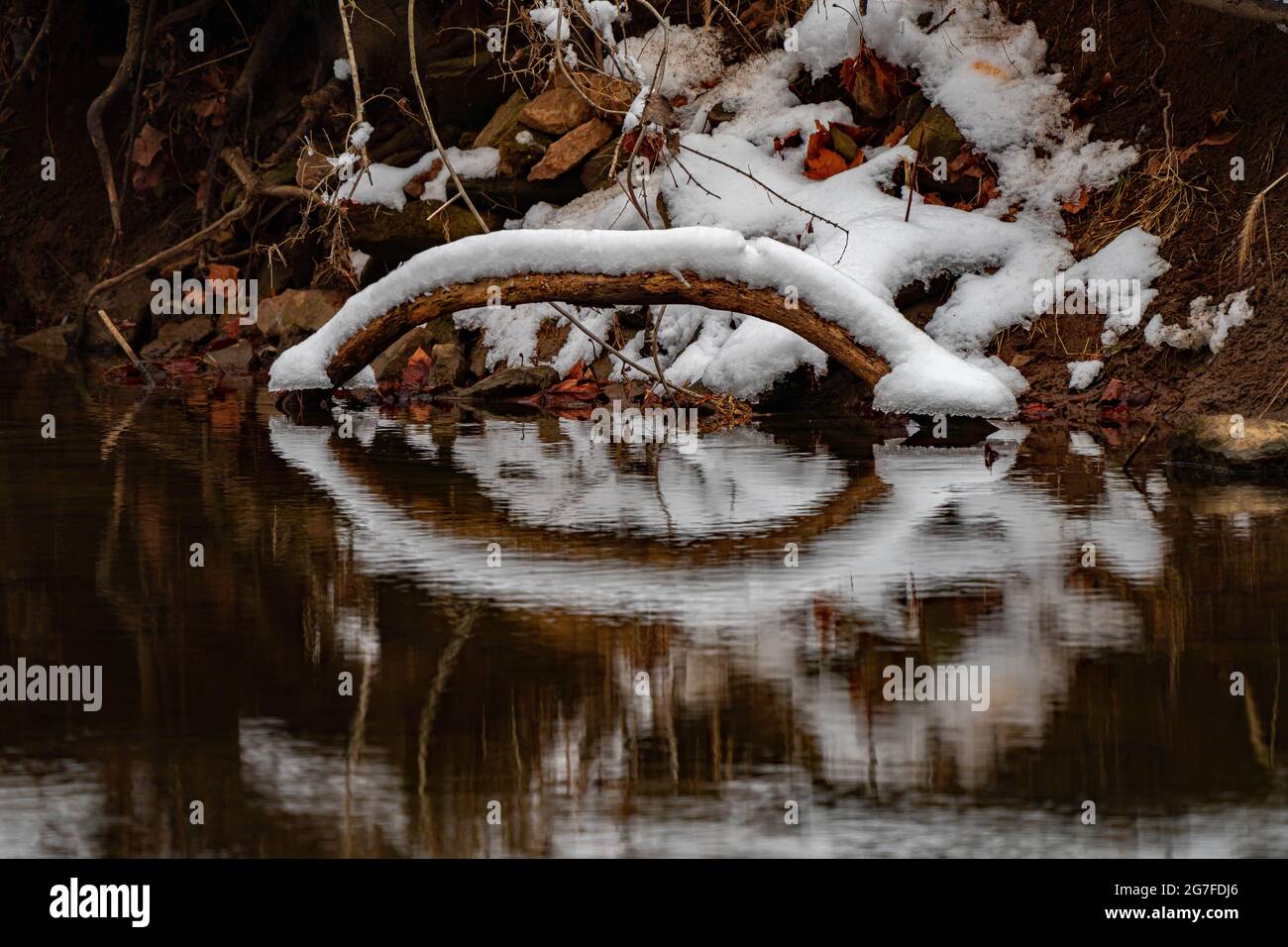 Hiver dans la forêt Banque D'Images