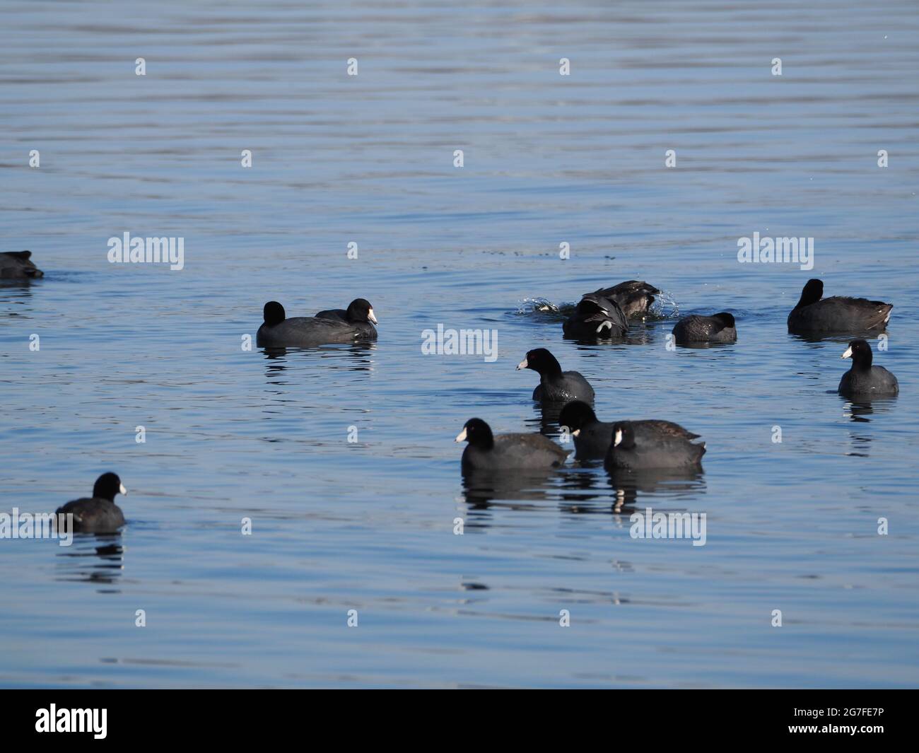 Migrating Coots on Lake Lansing Haslett, mi USA Banque D'Images Migrating Coots on Lake Lansing Haslett, mi USA Banque D'Images