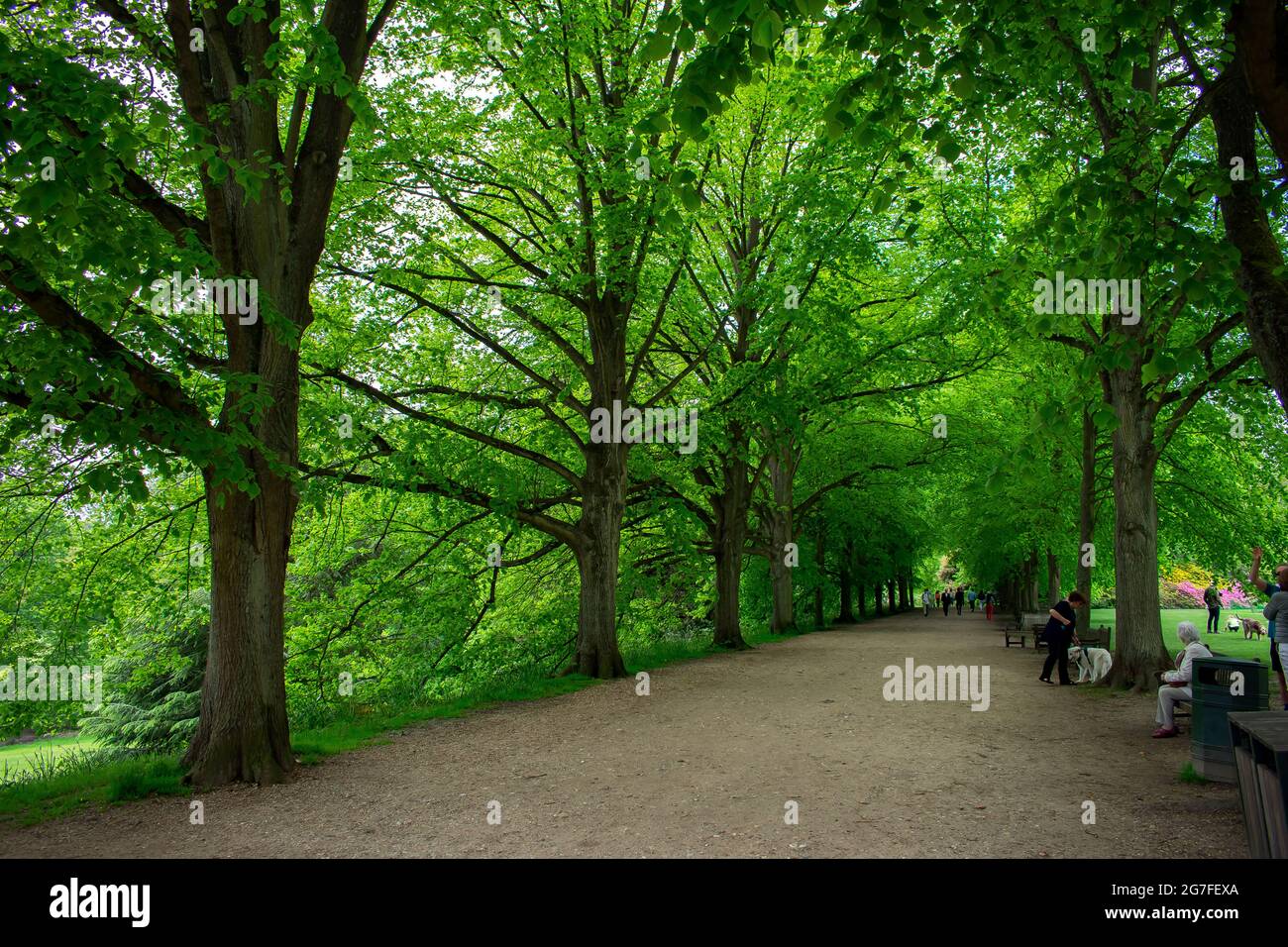 Un chemin bordé d'arbres sur le domaine de Kenwood House à Hampstead Heath, dans le nord de Londres en Angleterre. Un visiteur repose sur un banc et un homme marche un chien. Banque D'Images