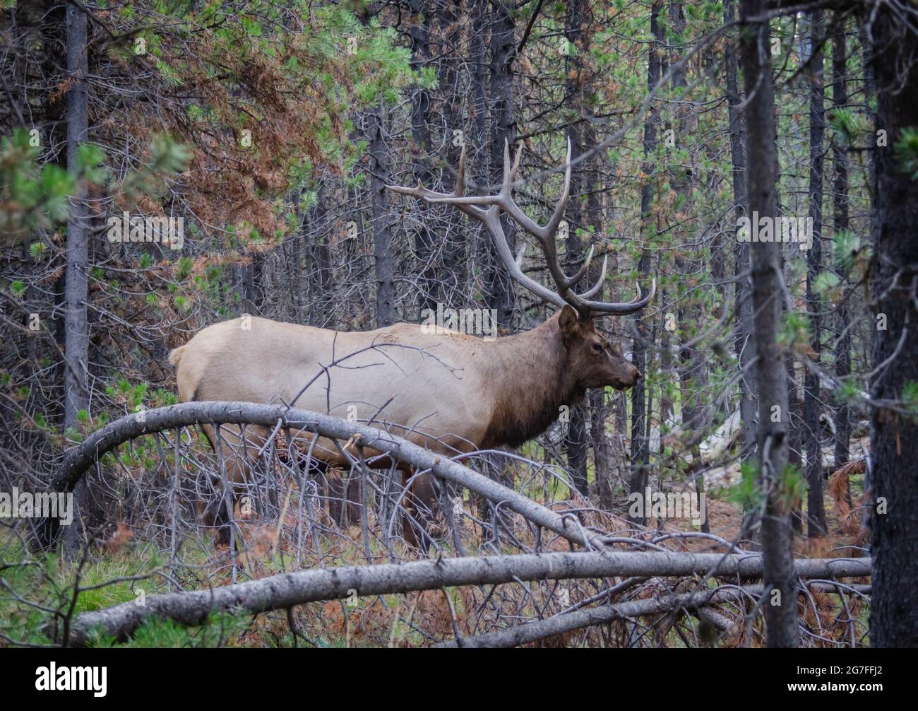 Trophée élan de taureau. Wapiti de taureau majestueux et sauvage dans un cadre naturel en plein air. Scène sauvage d'Elk dans l'habitat naturel. Banque D'Images