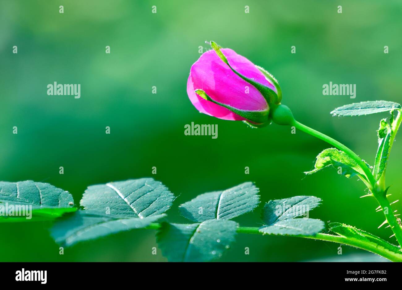 Un bourgeon de roses sauvage (Rosa acicularis); émergeant d'une mer de feuillage vert au printemps dans les régions rurales de l'Alberta au Canada Banque D'Images