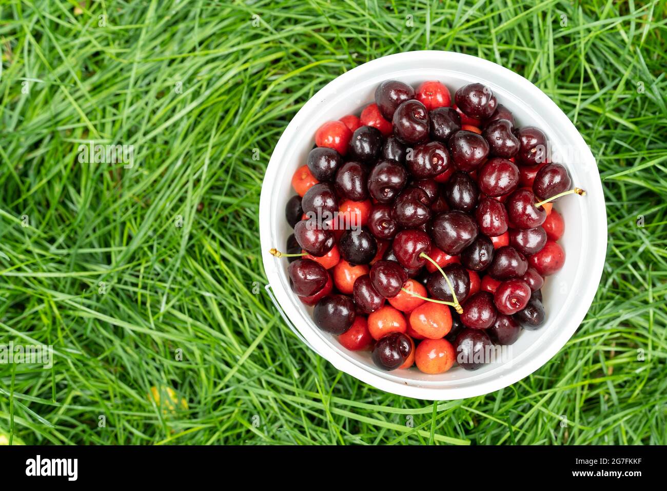 Cerises fraîchement cueillies dans un panier dans le jardin Banque D'Images