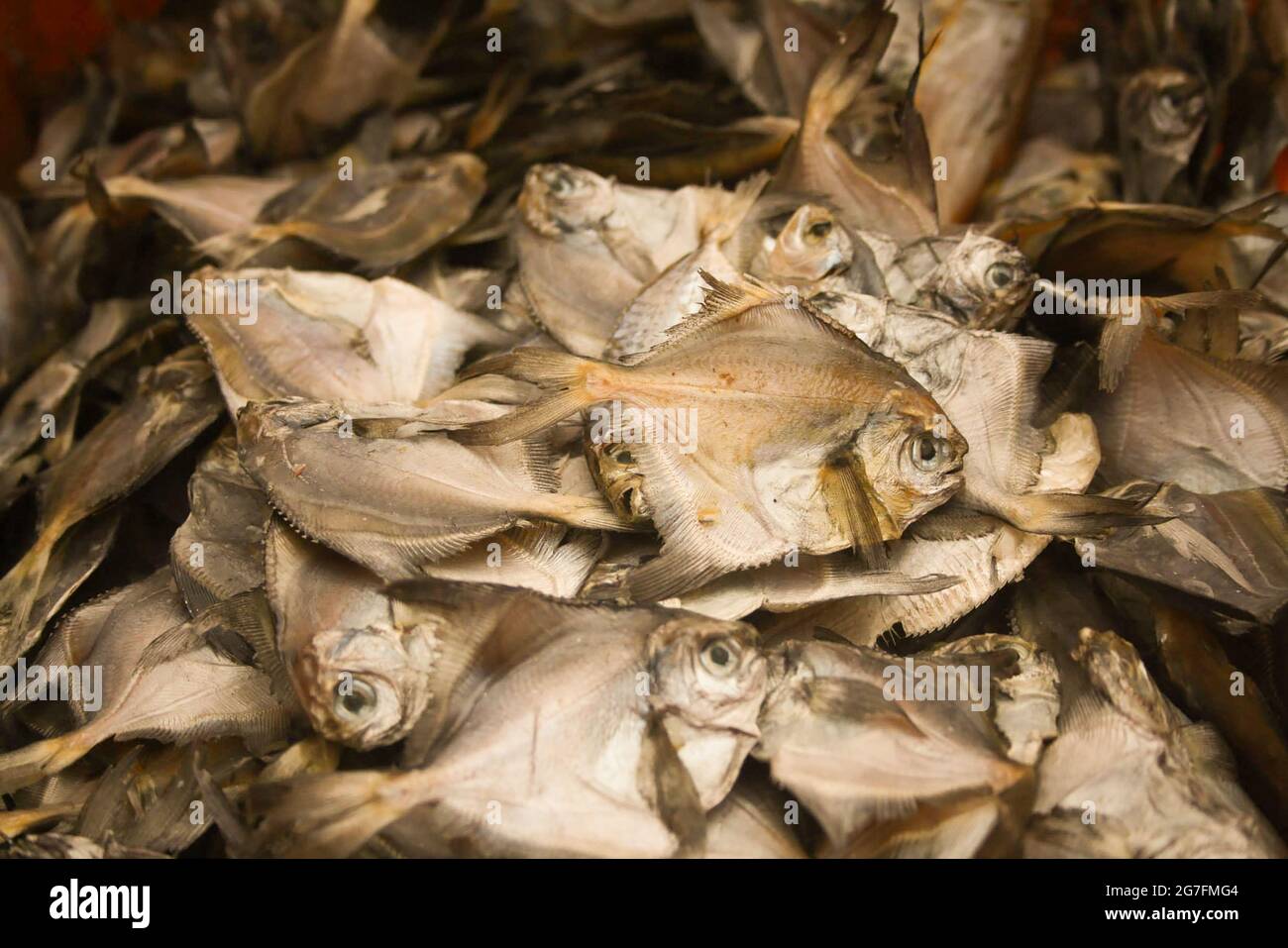 Gros plan de différents types de poissons séchés provenant de toutes les zones de transformation de poissons secs du Bengale occidental côtier Banque D'Images