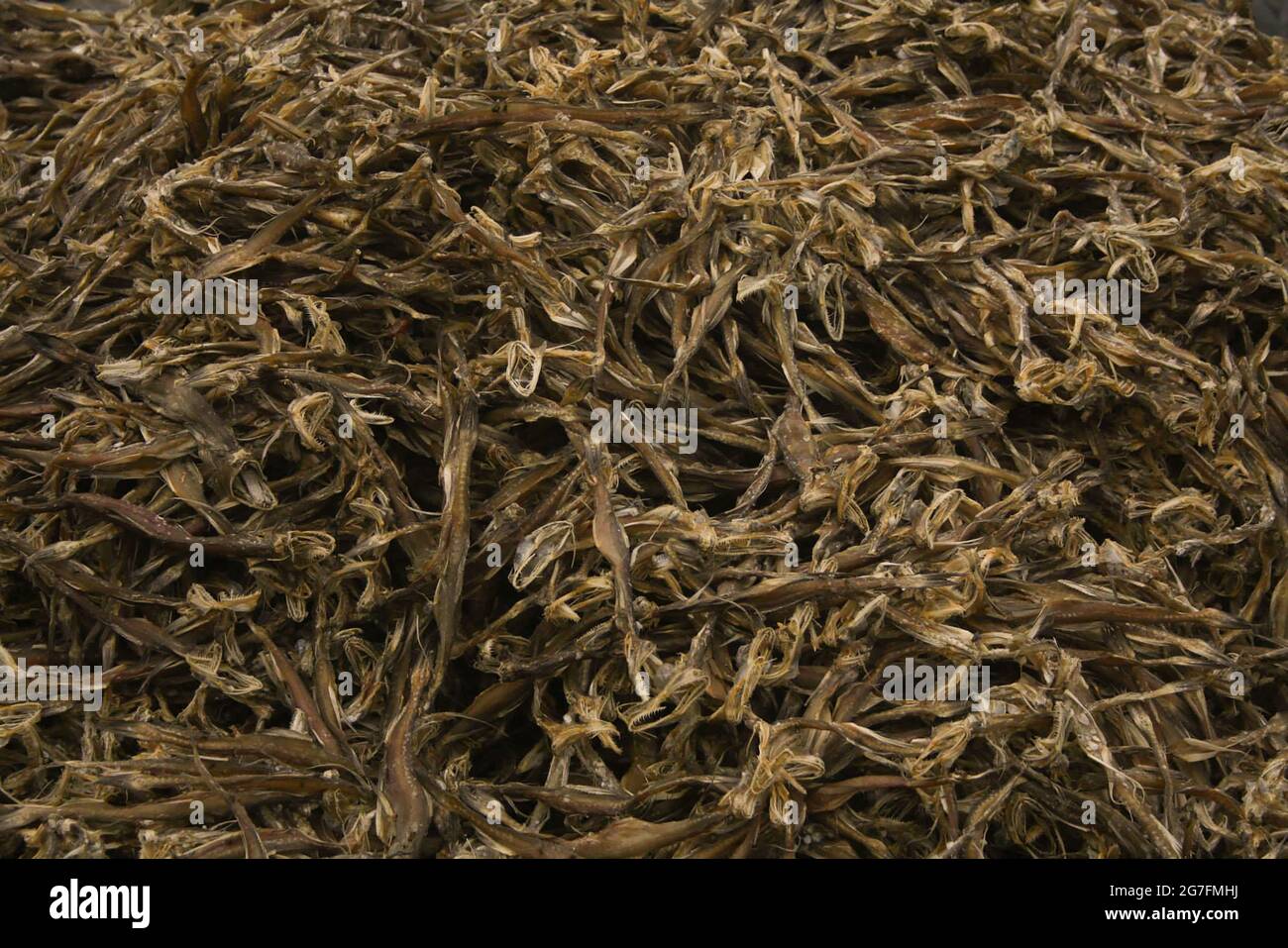 Types de poissons séchés provenant de toutes les zones de transformation de poissons secs du Bengale occidental côtier Banque D'Images